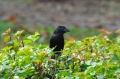 costa rica wildlife, pacific-124